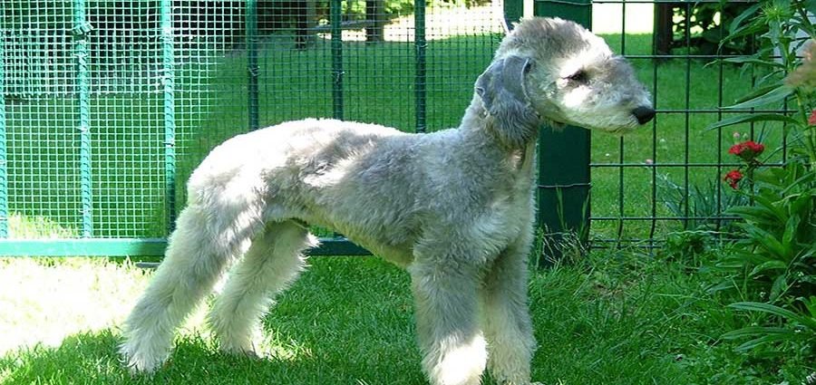 imagen bedlington terrier