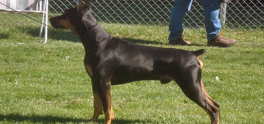 imagen doberman