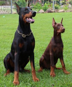 Doberman1