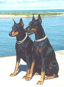 Doberman2
