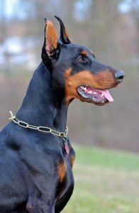 Doberman3