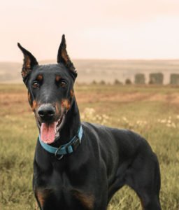 Doberman4