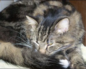 imagen artritis en gatos