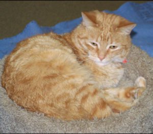 imagen artritis en gatos1