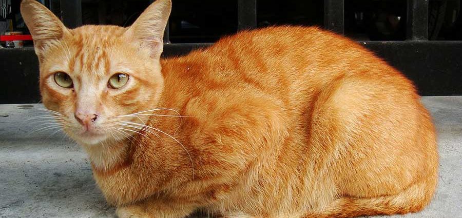 imagen artritis en gatos2