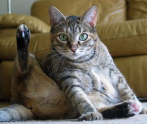 imagen artritis en gatos5