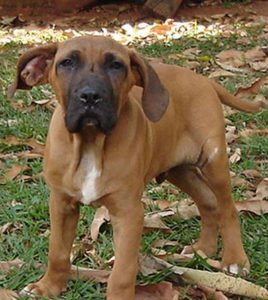 imagen fila brasileiro2