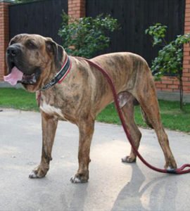 imagen fila brasileiro3