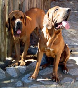 imagen fila brasileiro4