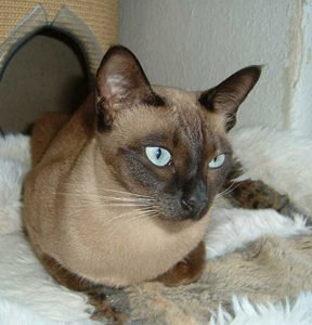 características del gato tonkines