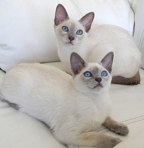 historia y origen del gato tonkines