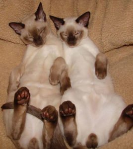 temperamento del gato tonkines