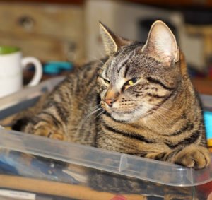 imagen del gato toyger