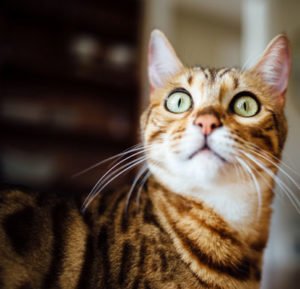 imagen del gato toyger1