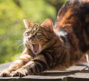 imagen del gato toyger2