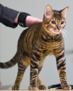 imagen del gato toyger4