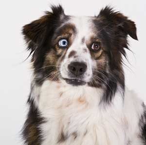 características del perro Pastor ovejero australiano