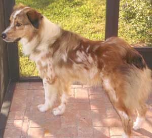 temperamento del perro Pastor ovejero australiano