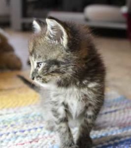 síntomas de rinitis en gatos