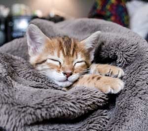 tratamiento de rinitis en gatos