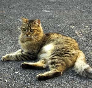 diagnostico de rinitis en gatos