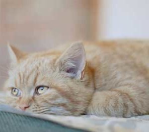 causas de rinitis en gatos