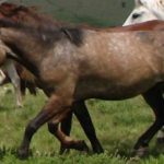 Raza de caballo albanes