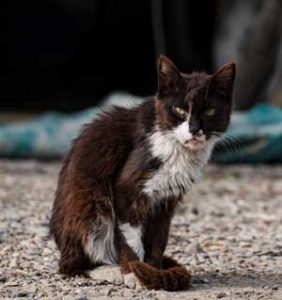 tratamiento de la conjuntivitis en gatos