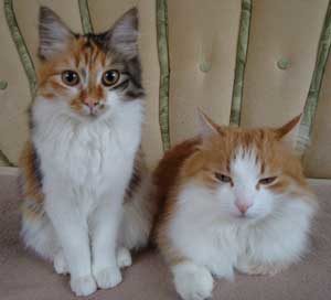 causas de la conjuntivitis en gatos