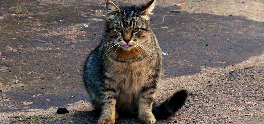 enfermedad de conjuntivitis en gatos