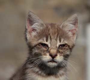 síntomas de conjuntivitis en gatos