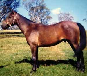 característica de caballo de raza brumby