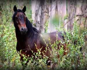 temperamento de caballo de raza brumby