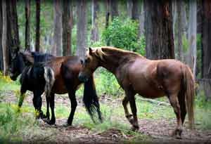 historia y origen de caballo de raza brumby