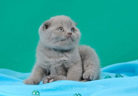 raza de gato fold escoces