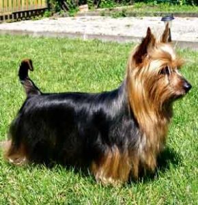 caracteristicas del perro Silky Terrier australiano