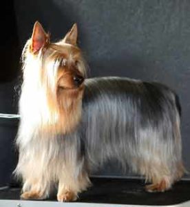 historia y origen del perro Silky Terrier australiano