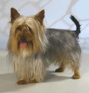 temperamento del perro Silky Terrier australiano