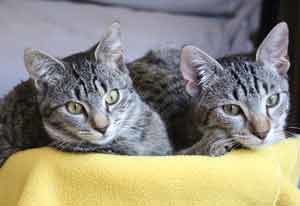 caracteristísticas del gato americano de pelo corto