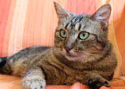 temperamento del gato americano de pelo corto