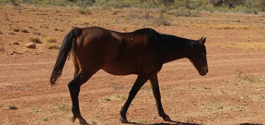 raza de caballo bbrumby