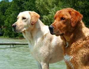 historia y origen del perro labrador retriever
