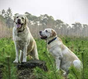 ´características del perro labrador retriever