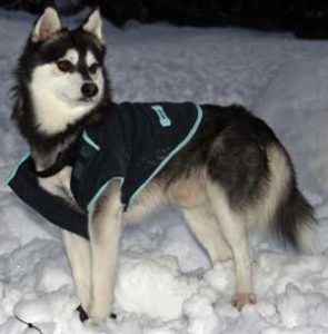 historia y origen de la raza de perro Alaskan Klee Kai