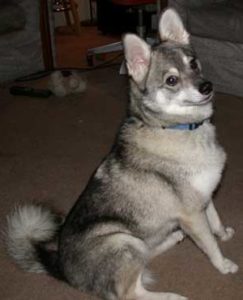 temperamento del perro Alaskan Klee Kai