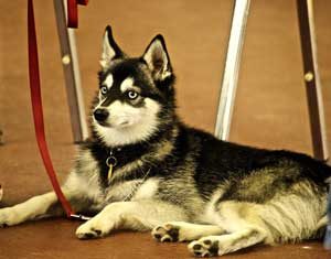 característica del perro Alaskan Klee Kai