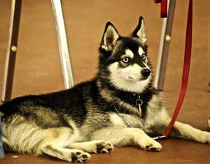 característica del perro Alaskan Klee Kai