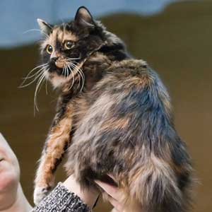 característica del gato cymric