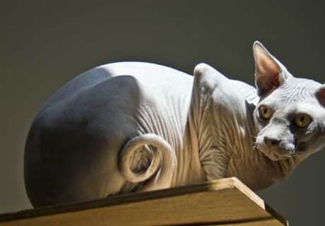 raza de gato Sphynx