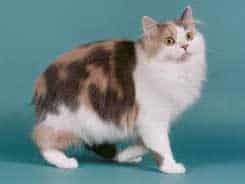 Historia y origen del gato cymric